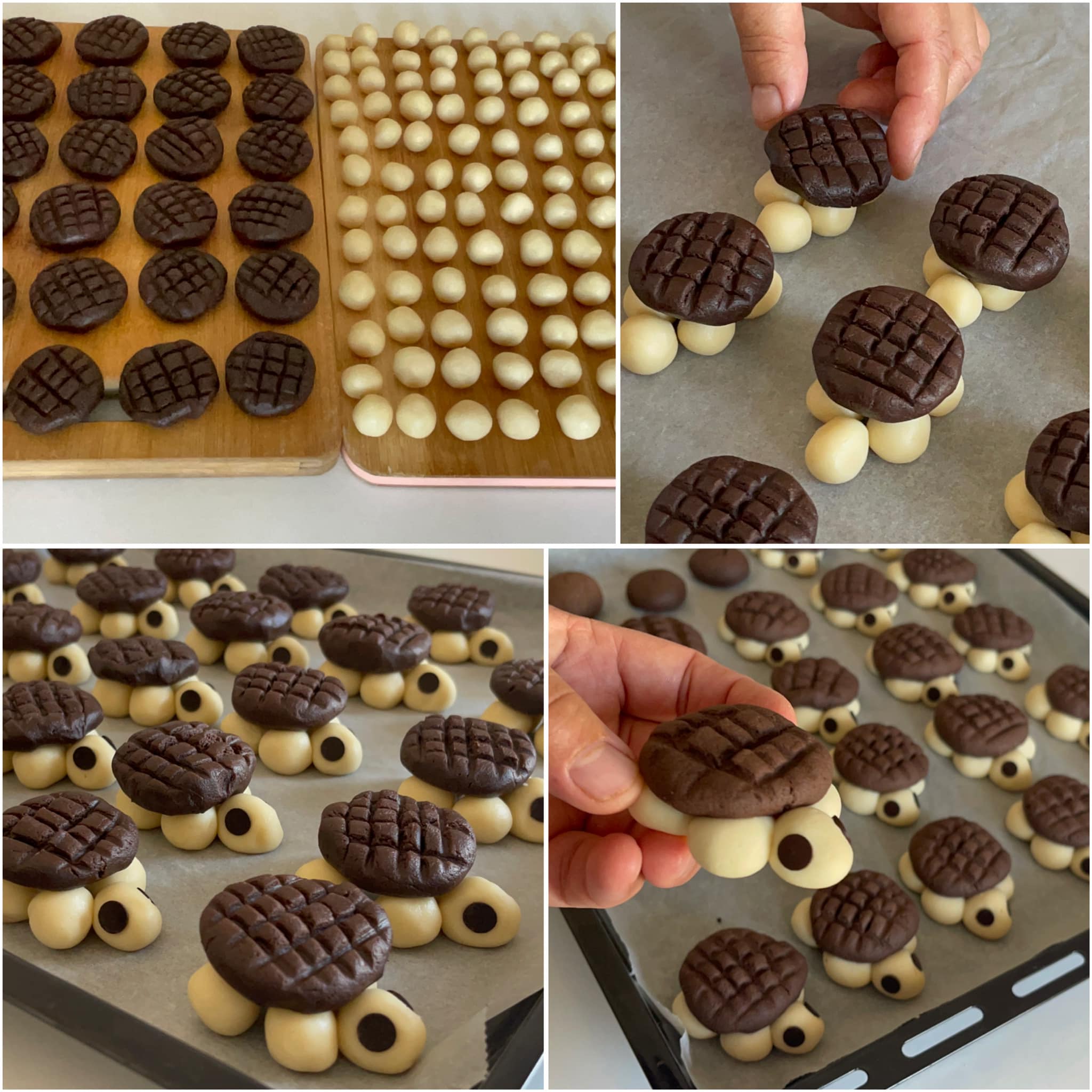 Kaplumbağa Kurabiye