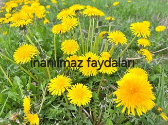 Karahindiba Faydaları